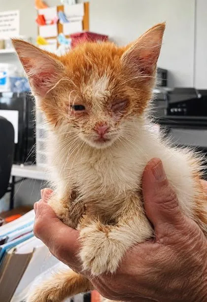 A baby medium-sized female Domestic Short Hair cat named Aurora for adoption in West Memphis, AR