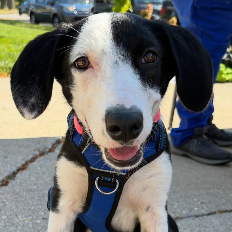 A baby medium-sized female Mixed Breed dog named Buffy for adoption in sun prairie, WI