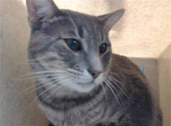 A young medium-sized male Domestic Short Hair cat named Ollie for adoption in Downey, CA