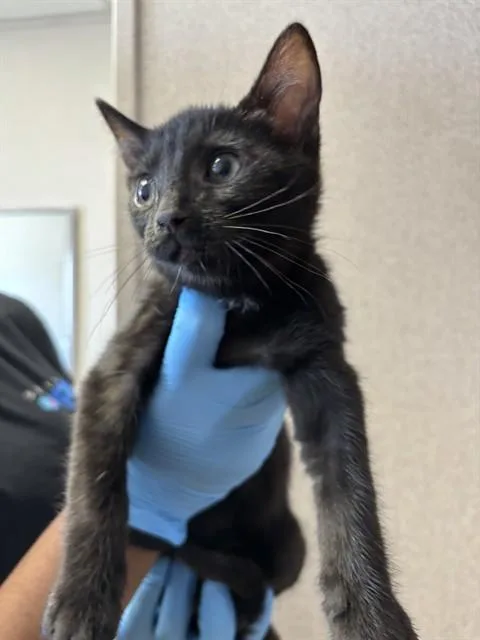 A baby small-sized male Domestic Short Hair cat named A for adoption in San Bernardino, CA
