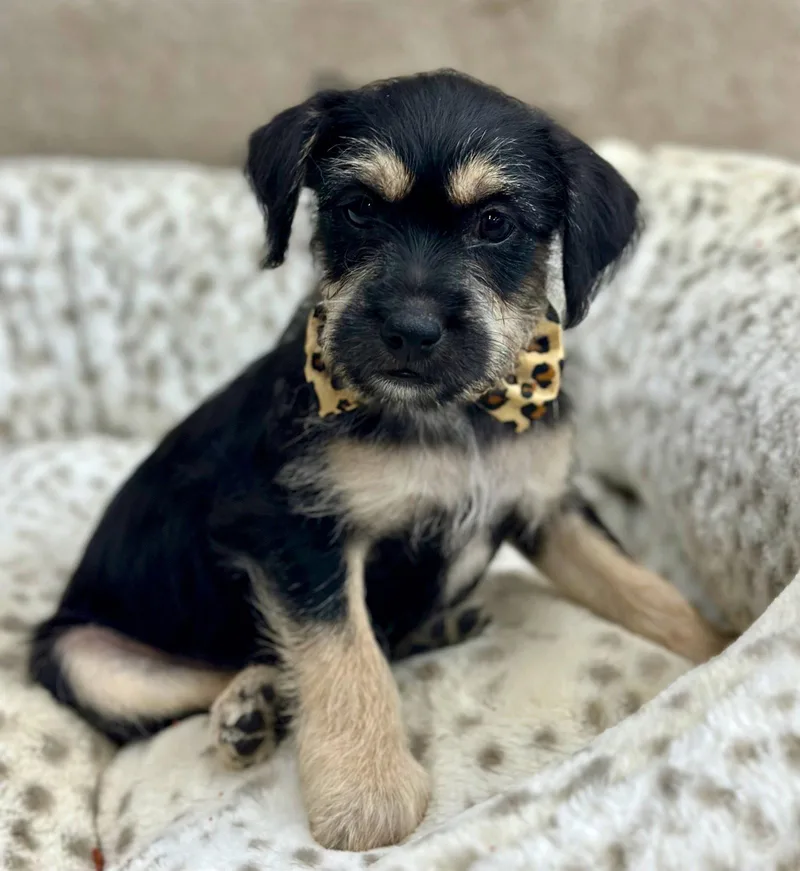 A baby small-sized male Schnauzer dog named Clue: Dagger for adoption in Palo Alto, CA