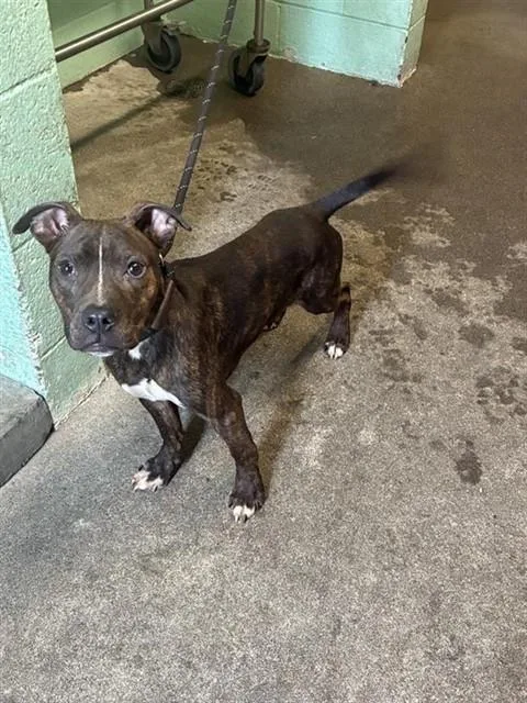 A young small-sized male Pit Bull Terrier dog named Frankenstein for adoption in Sacramento, CA