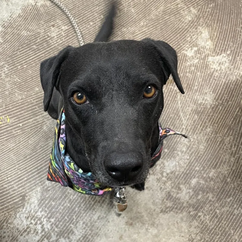 An adult medium-sized female Black Labrador Retriever dog named Cuckoo Puff for adoption in Austin, TX