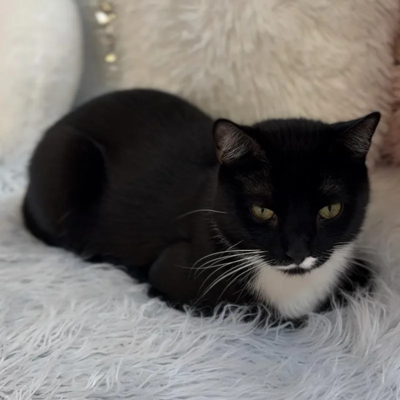 Peppermint thumbnail 2