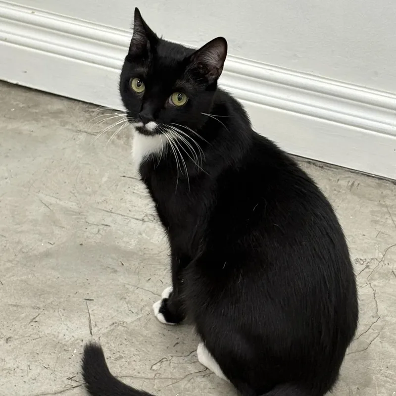 Peppermint thumbnail 3