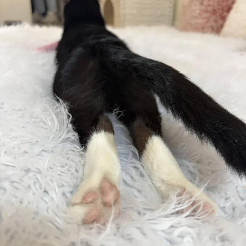 Peppermint thumbnail 4