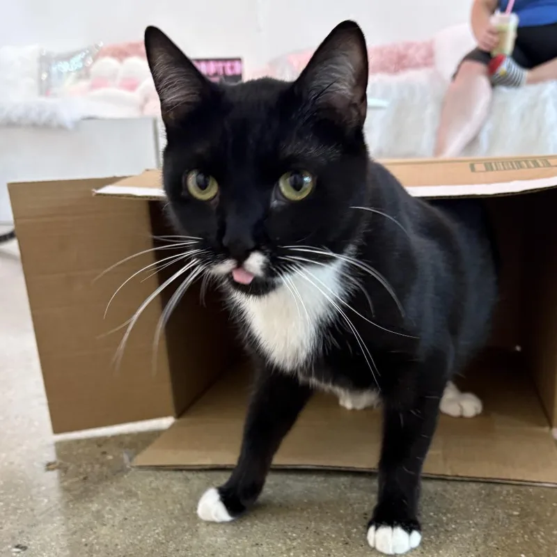 Peppermint thumbnail 5