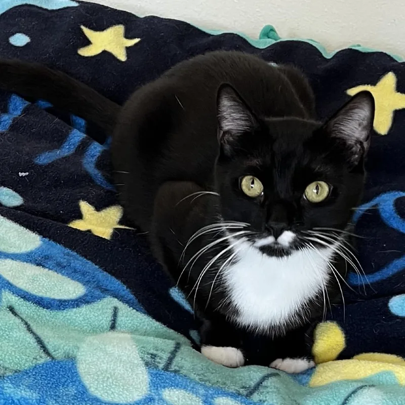 Peppermint thumbnail 6