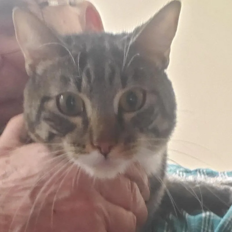 A young small-sized male Gray / Blue / Silver Domestic Short Hair cat named Iepastray for adoption in Upland, CA