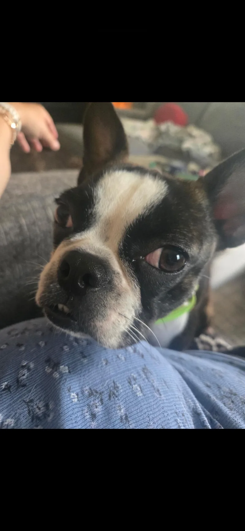 A young small-sized female Black Boston Terrier dog named Newt for adoption in Knoxville, TN