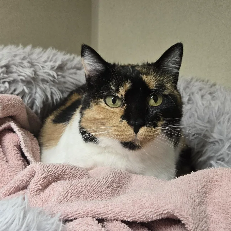 A young medium-sized female Calico Domestic Short Hair cat named Lois for adoption in Colorado Springs, CO