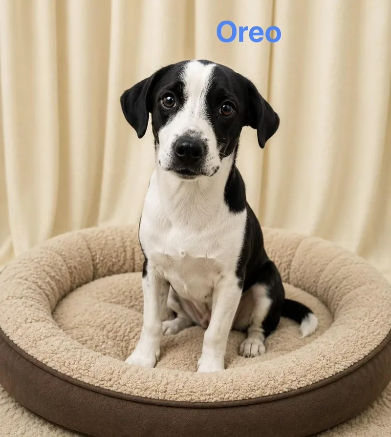 Oreo