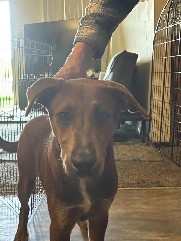 A baby medium-sized male Shepherd dog named Riley for adoption in Colorado Springs, CO