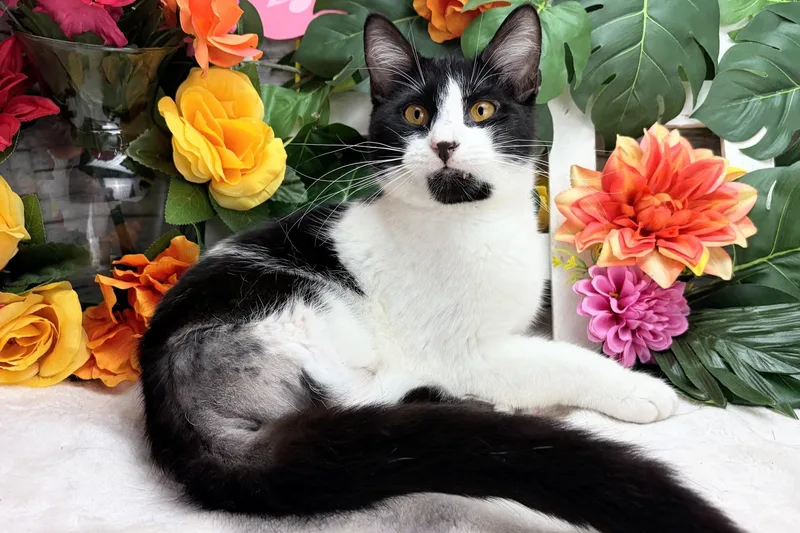 A baby small-sized male Black Domestic Short Hair cat named Stew The Tiny for adoption in Ocean Springs, MS