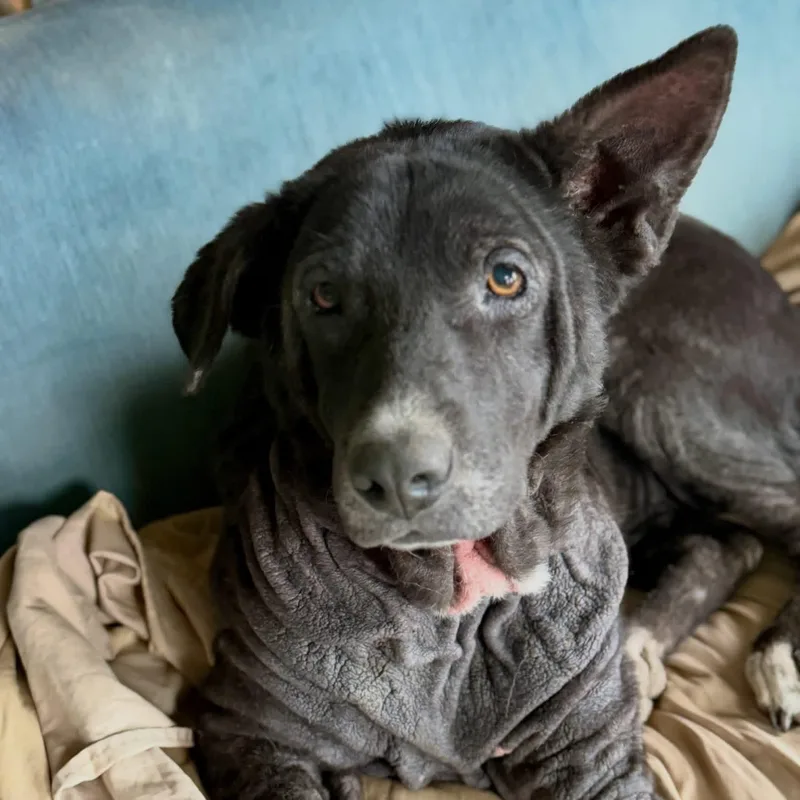 An adult medium-sized female Mixed Breed dog named Namora for adoption in Wilsall, MT