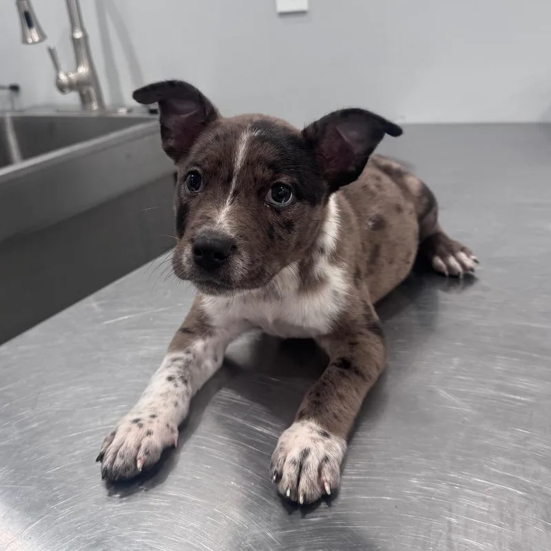 A baby small-sized male Brindle American Staffordshire Terrier dog named Nash for adoption in Fairmont, WV