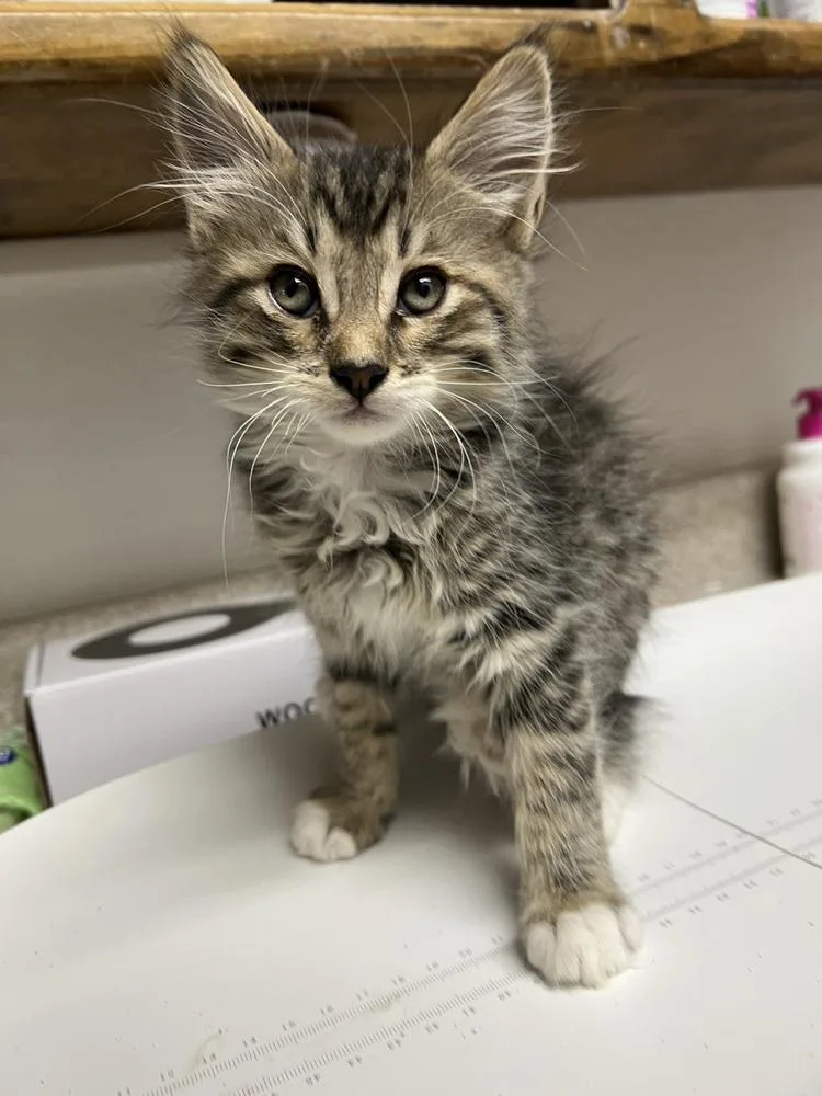 A baby small-sized female Domestic Medium Hair cat named Waffles for adoption in Oakdale, CA