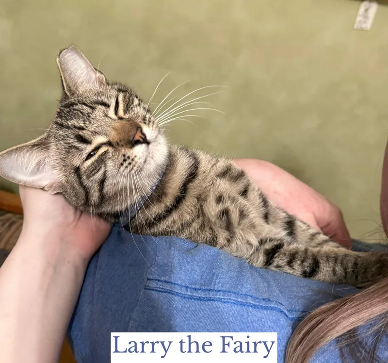 Larry The Fairy
