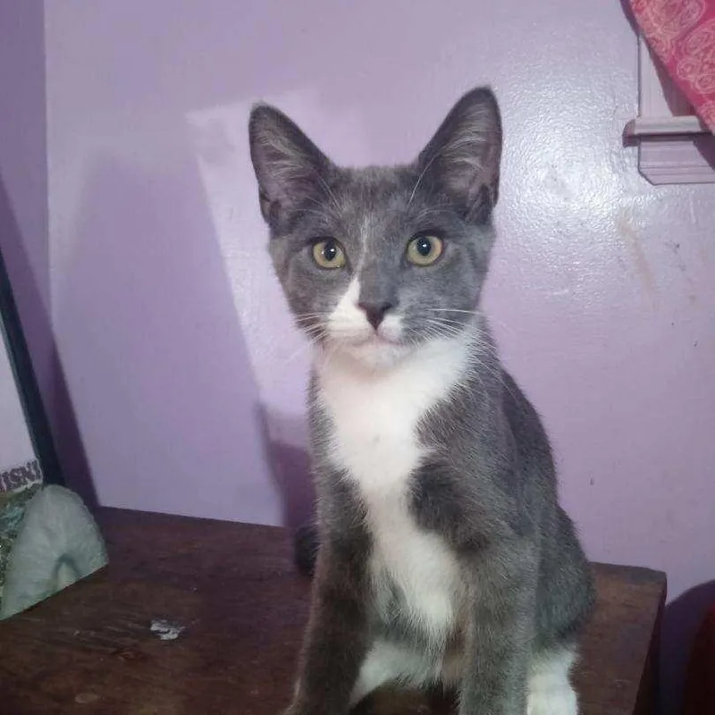 A baby medium-sized male Gray / Blue / Silver Domestic Short Hair cat named Freduccini for adoption in Moriches, NY