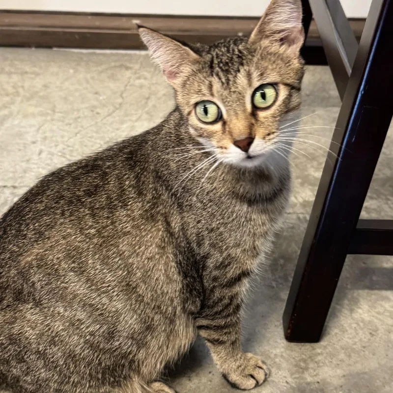 An adult medium-sized female Brown / Chocolate Domestic Short Hair cat named Mama Twinkle for adoption in Mount Juliet, TN