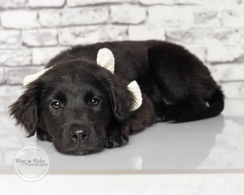 A baby medium-sized female Black Labrador Retriever dog named Carol  Only  for adoption in Tuscaloosa, AL