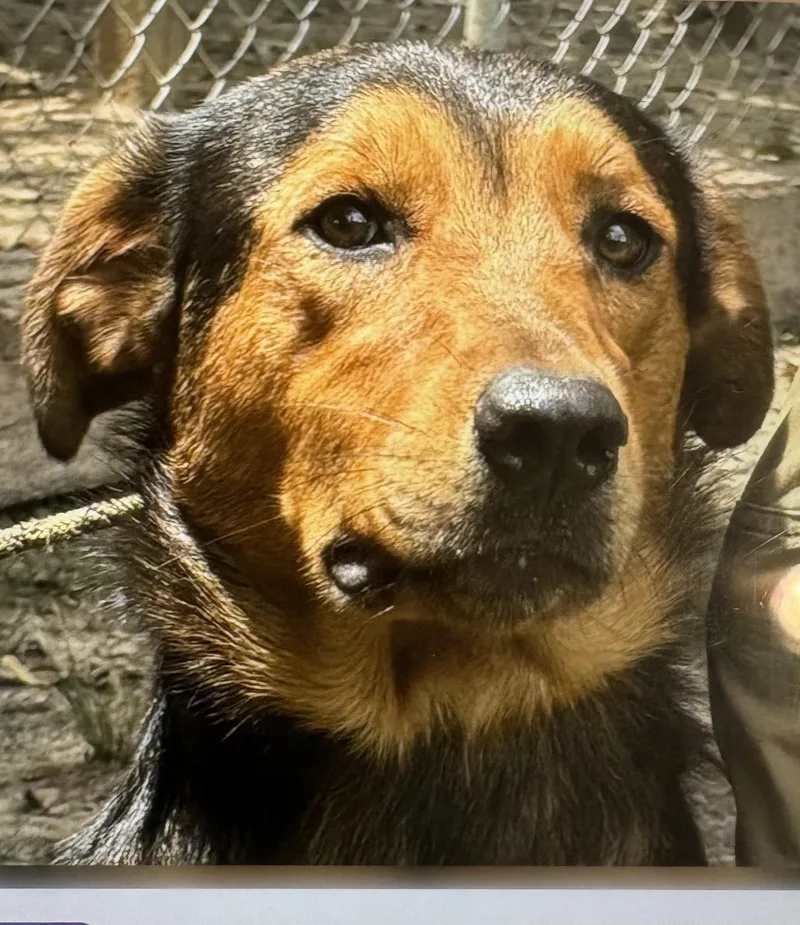 A young medium-sized male Australian Shepherd dog named Rocky and Sammy bonded for adoption in Okolona, MS