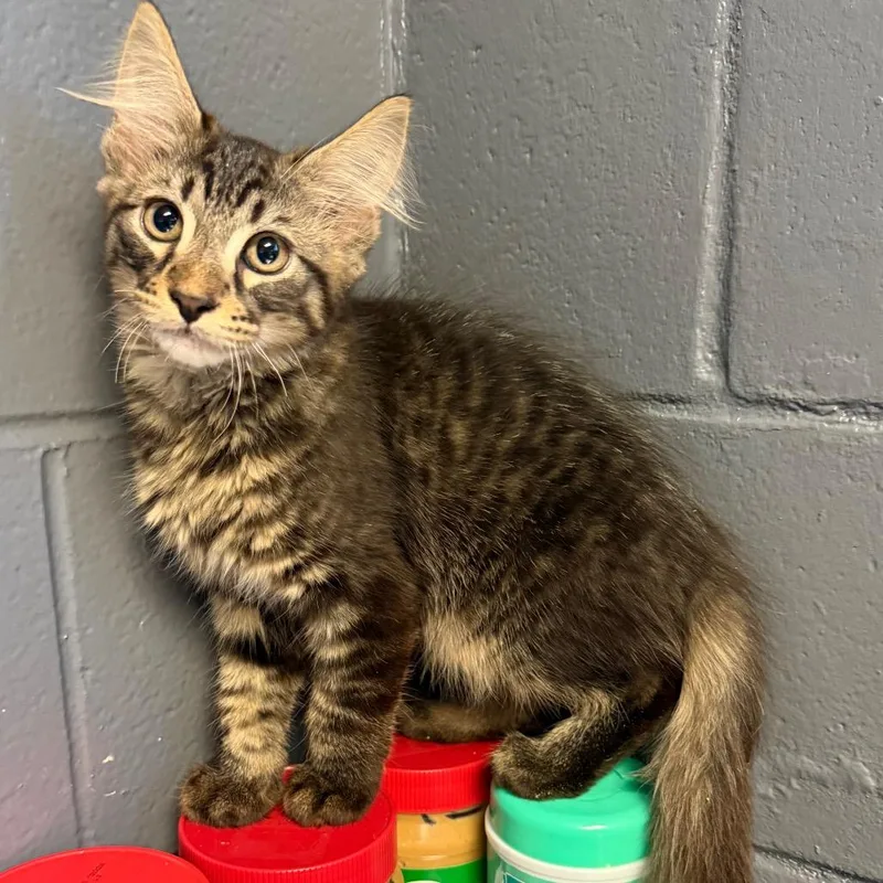 A baby small-sized male Brown / Chocolate Domestic Medium Hair cat named TUSCStray_ for adoption in Tuscaloosa, AL