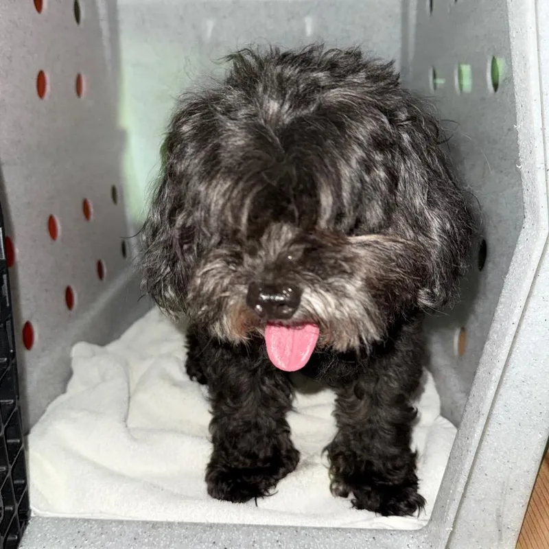 A senior small-sized male Black Shih Tzu dog named Cookie for adoption in Newark, NJ