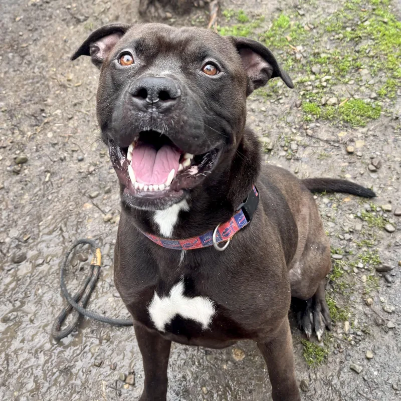 Wesley thumbnail 2