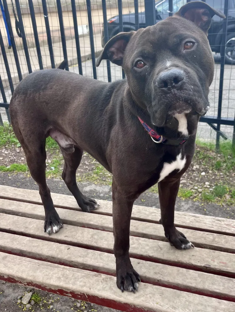 Wesley thumbnail 5