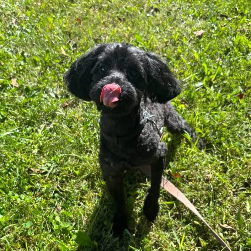 An adult small-sized male Poodle dog named Vito for adoption in Schnecksville, PA