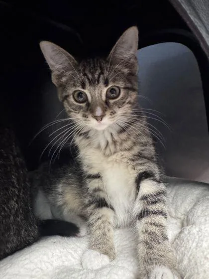 A baby small-sized female Domestic Short Hair cat named Martini for adoption in Shawano, WI