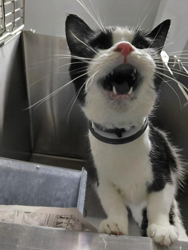 A young small-sized female Domestic Short Hair cat named Cookie for adoption in Henderson, NC