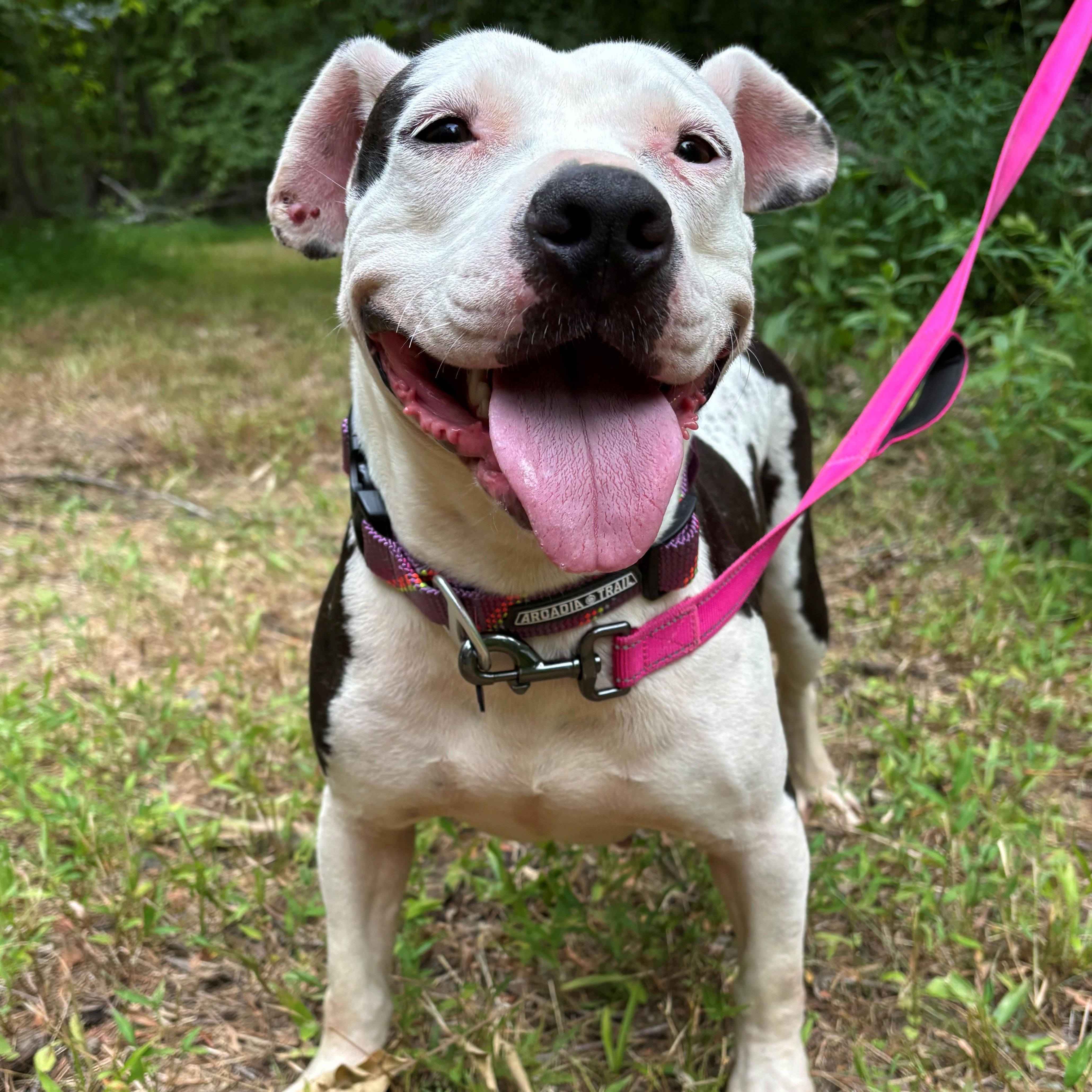 An adult medium-sized female White / Cream American Bulldog dog named Julie for adoption in Andover, MA