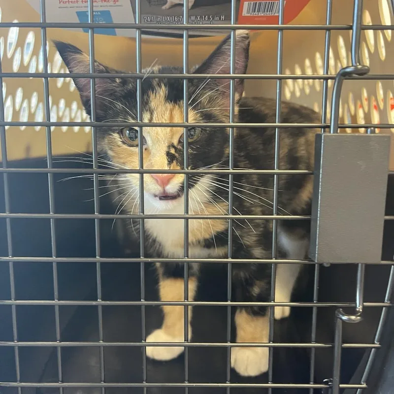 A baby small-sized female Calico Domestic Short Hair cat named Shasta found in Target for adoption in Rochester, MN