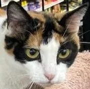 Callie Anne thumbnail 2