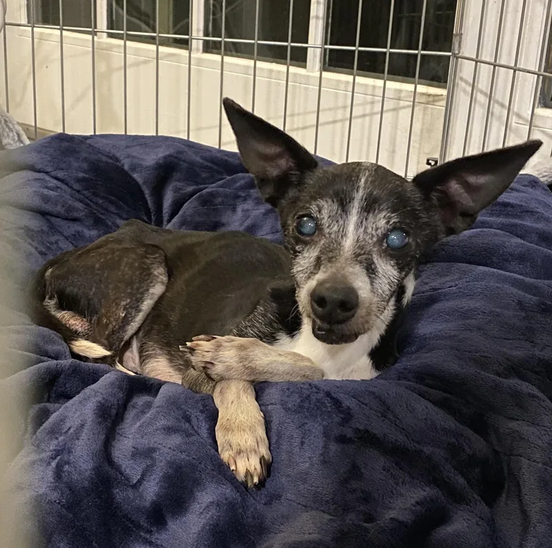 Bartholomew thumbnail 3