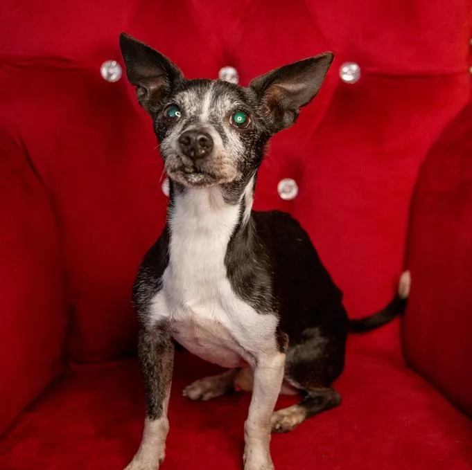 A senior small-sized male Black Chihuahua dog named Bartholomew for adoption in Santa Rosa, CA