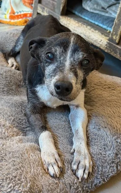 Bartholomew thumbnail 5