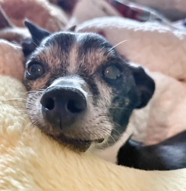 Bartholomew thumbnail 6