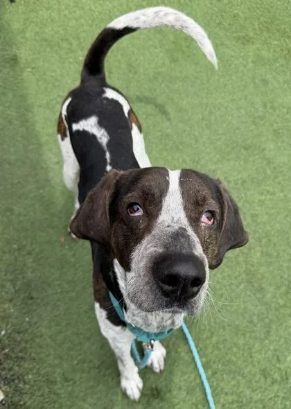 An adult medium-sized male Mixed Breed dog named Mailman for adoption in Westbrook, ME