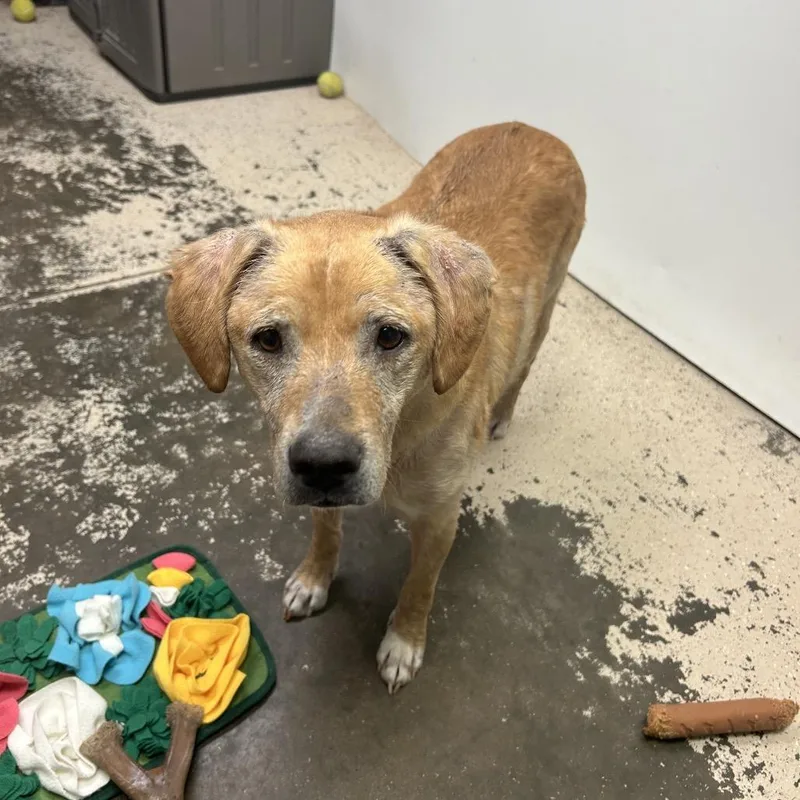 An adult medium-sized female Yellow / Tan / Blond / Fawn Labrador Retriever dog named Princess Layla for adoption in Columbia, MO