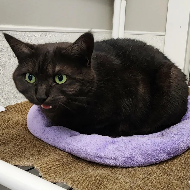 An adult large-sized female Black Domestic Medium Hair cat named Snickers for adoption in Beulah, MI