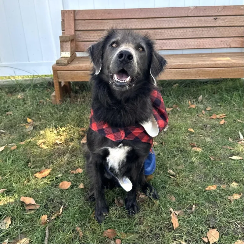 An adult large-sized male Labrador Retriever dog named Bruno for adoption in Logan, UT