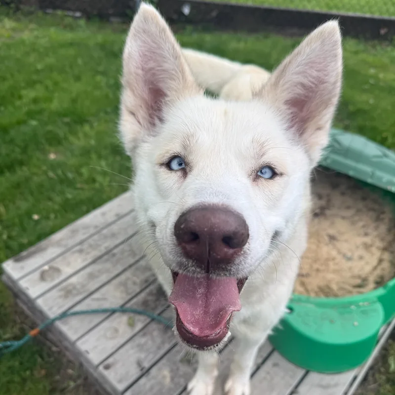 A young medium-sized female Husky dog named Nala for adoption in Wayne, NJ