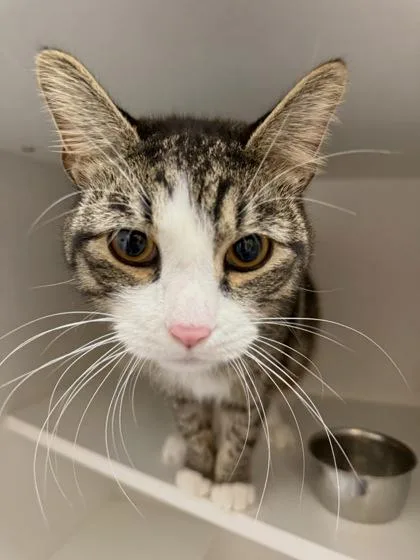 An adult large-sized male Domestic Short Hair cat named Leon for adoption in West Chester, PA