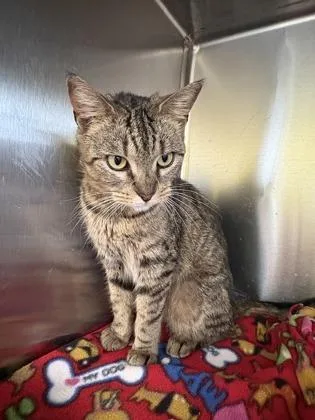 An adult small-sized female Domestic Short Hair cat named Bali for adoption in Beatrice, NE
