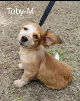 A baby medium-sized male Terrier dog named Toby for adoption in West Bloomfield, MI