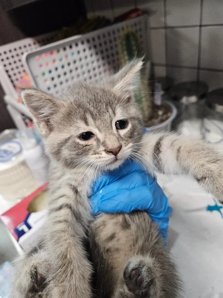 A baby medium-sized female Domestic Short Hair cat named Cat Nip for adoption in Huntington, IN