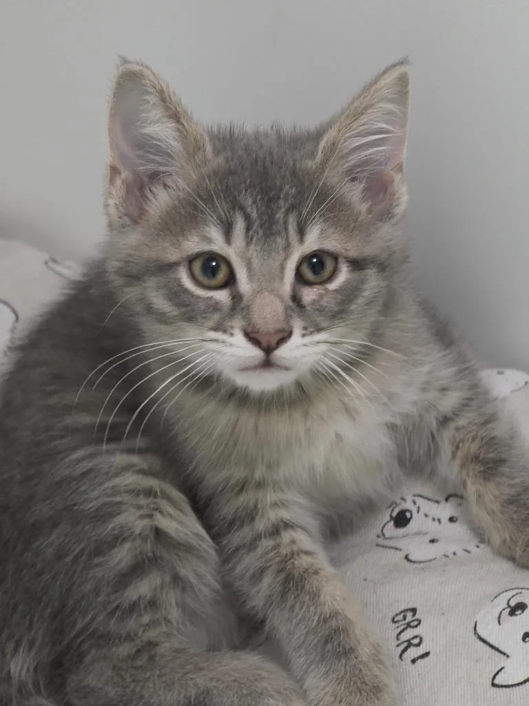 Cat Nip thumbnail 2